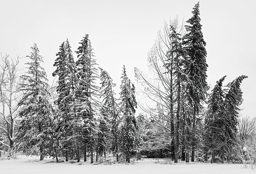 etobicoke jamesgardens toronto landscape nature scene snow snowfall trees winter