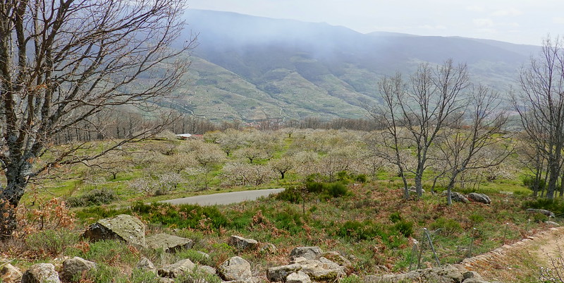 La espectacular floración de los cerezos en el Valle del Jerte (Cáceres). - Recorriendo Extremadura. Mis rutas por Cáceres y Badajoz (73)