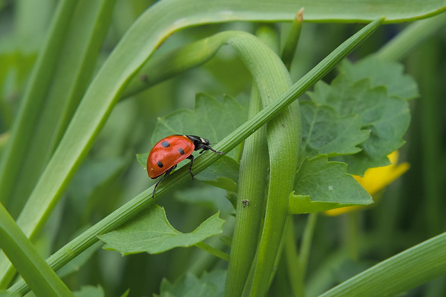Ladybird climbing a muscari leaf