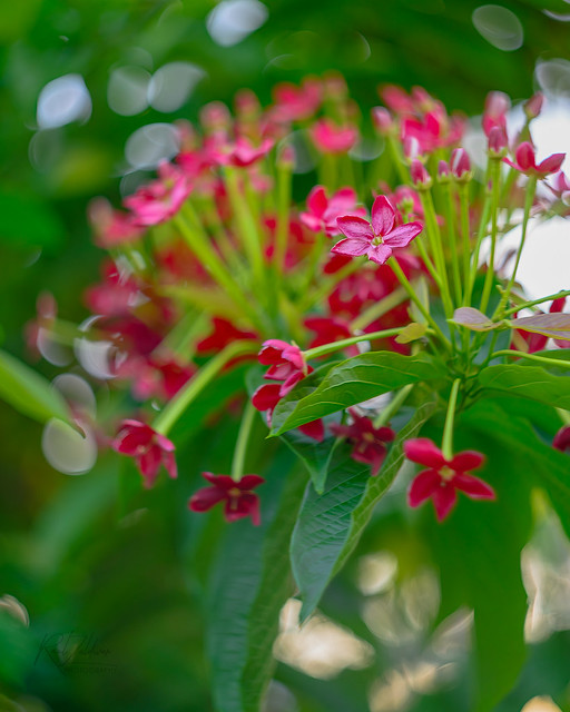 Discovering the Beauty of Rangoon Creeper - A Captivating Floral Display
