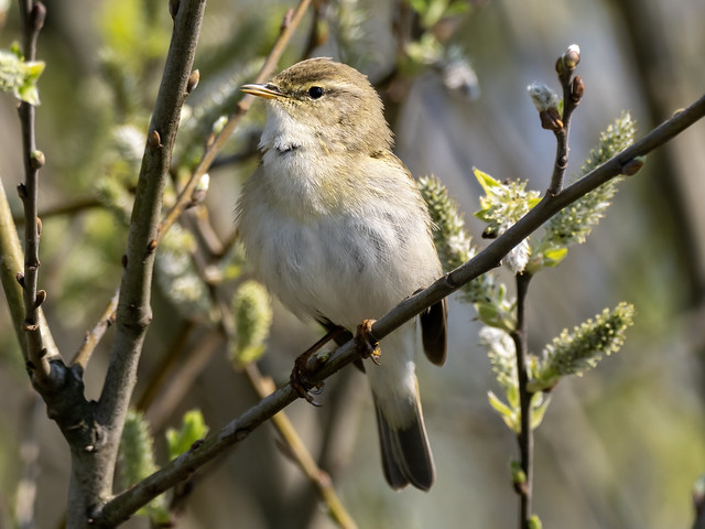 Fitis-Willow Warbler (Phylloscopus trochilus)