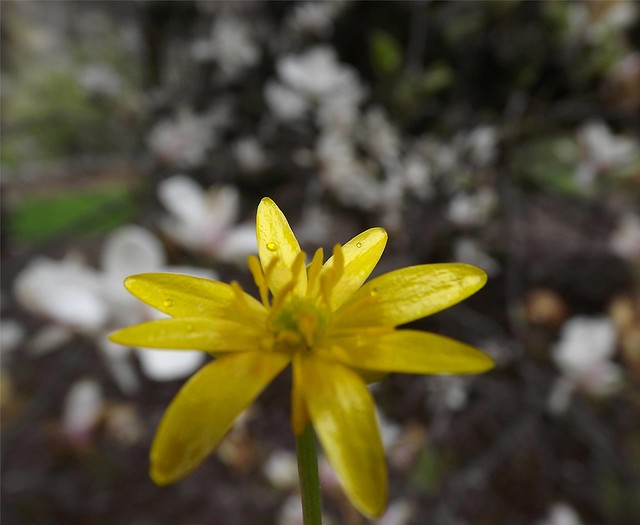 Spring Yellow Flower