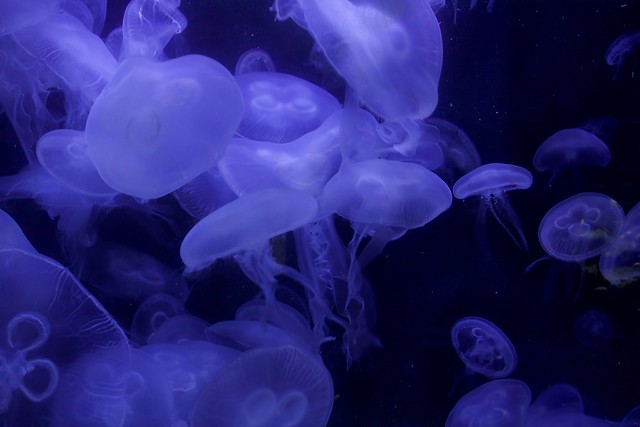 Jellyfish (in Explore - April 7, 2023)