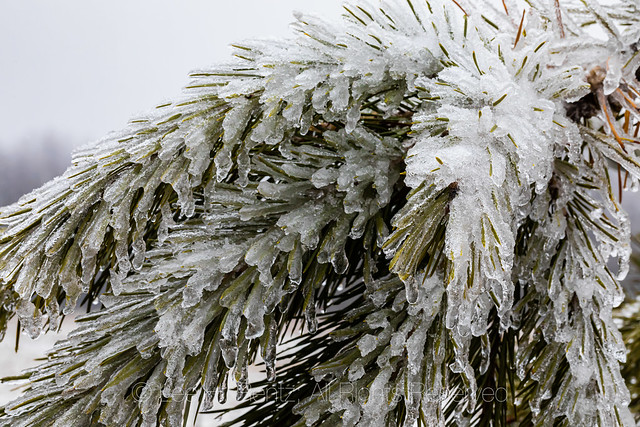 Red Pine Needles after an Ice Storm in Central Michigan