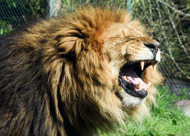 Yawn... not a roar