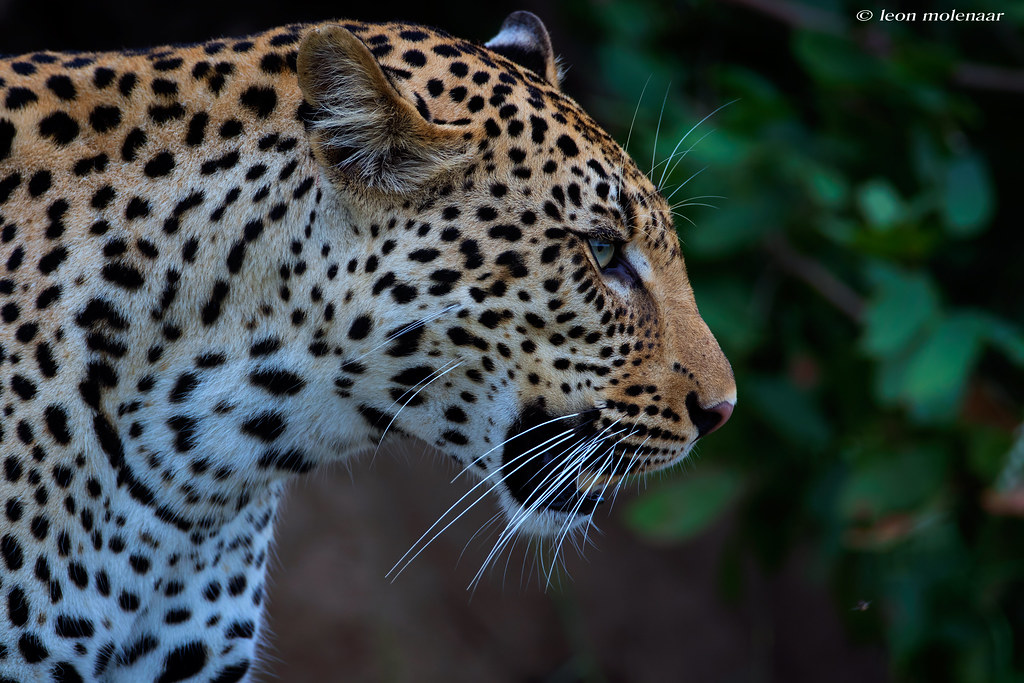 Profile of African Leopard.....
