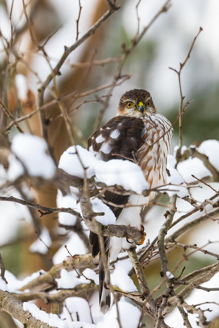 Sharp-Shinned Hawk Juvenile in Central Michigan