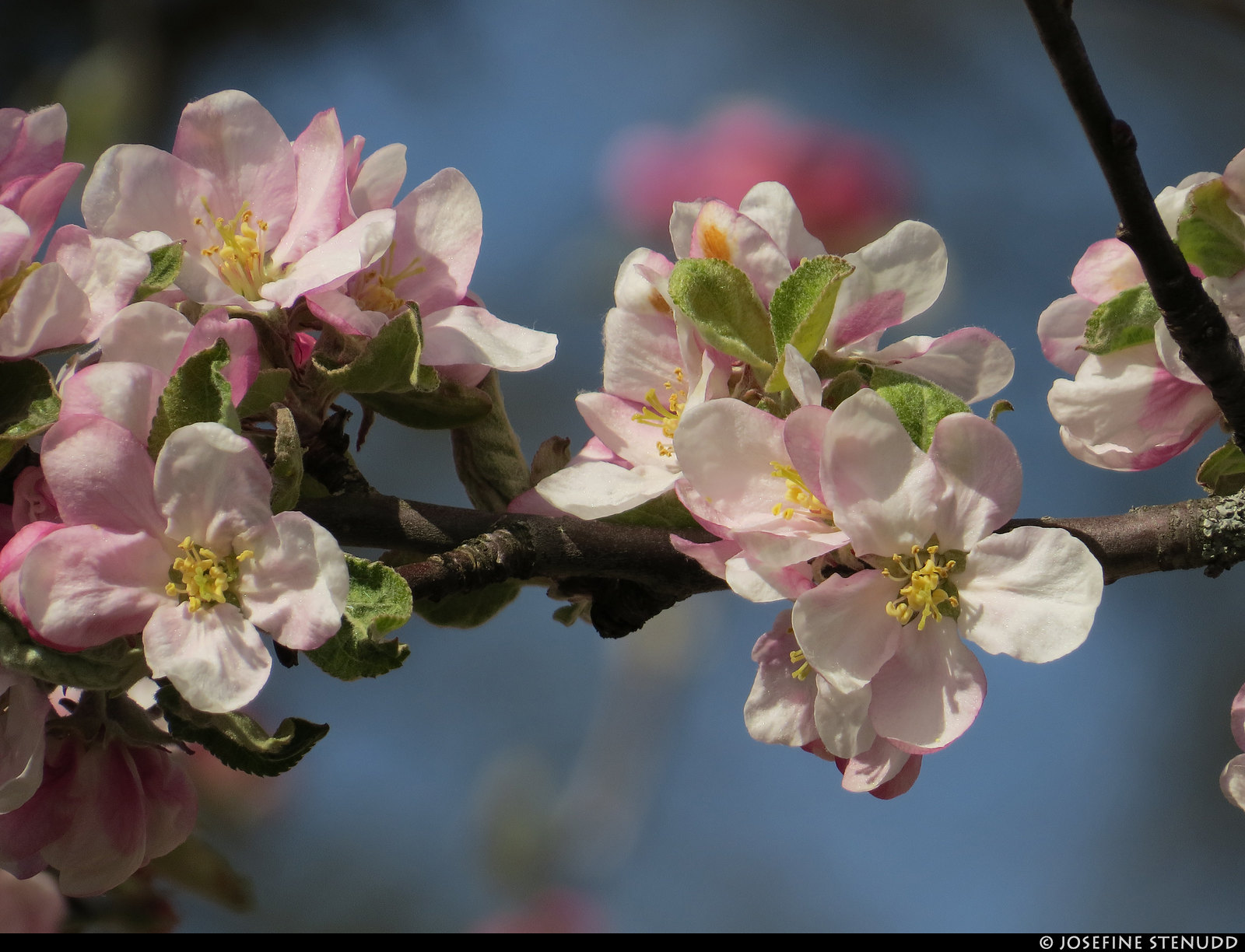 20200519_10k Apple blossoms in Strömstad, Sweden