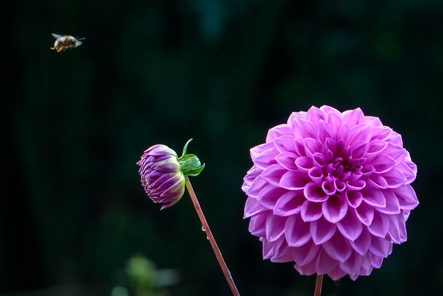 The Bee and the Dahlia