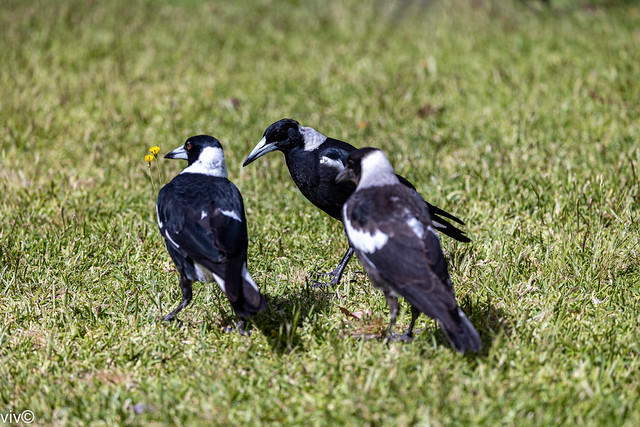 On a sunny winter morning, regular Australian magpie family visitors at our garden - mum to the left, dad at the rear and junior at the right. They seem to be admiring the Dandelion blooms!