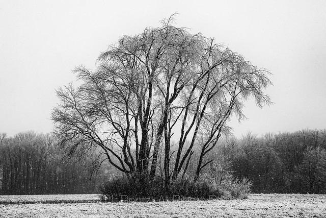 Trees Coated by an Ice Storm in Central Michigan