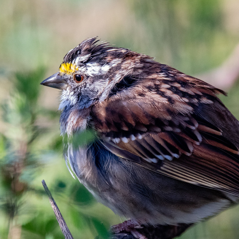 white-throated-sparrow-3342