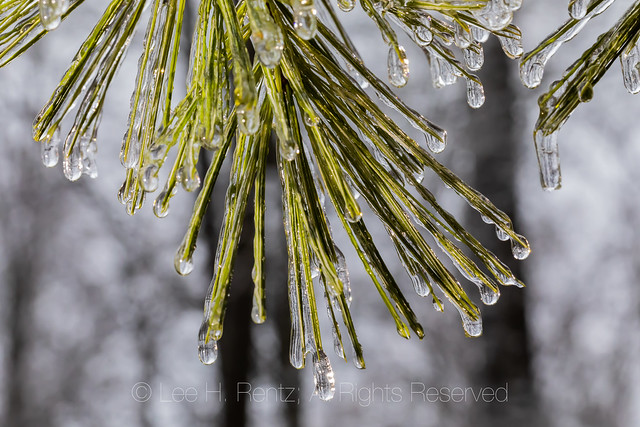 White Pine Needles after an Ice Storm in Central Michigan
