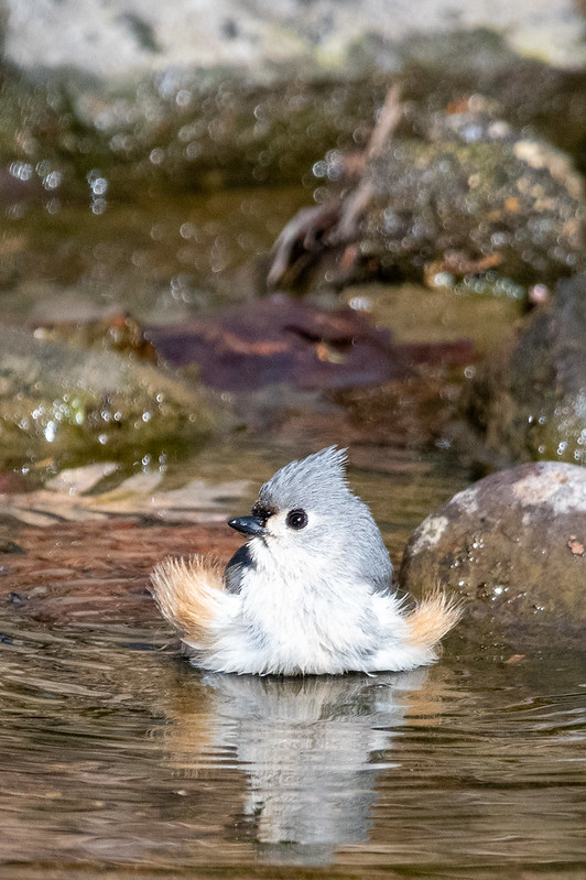 tufted-titmouse-swimming-3796