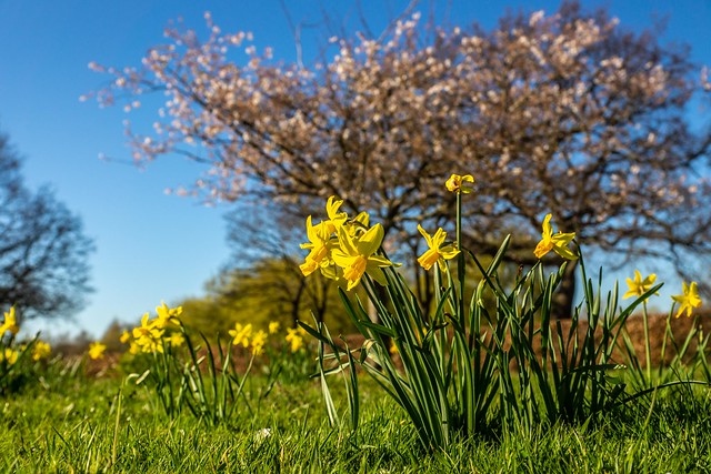 Daffodils in Haslam Park