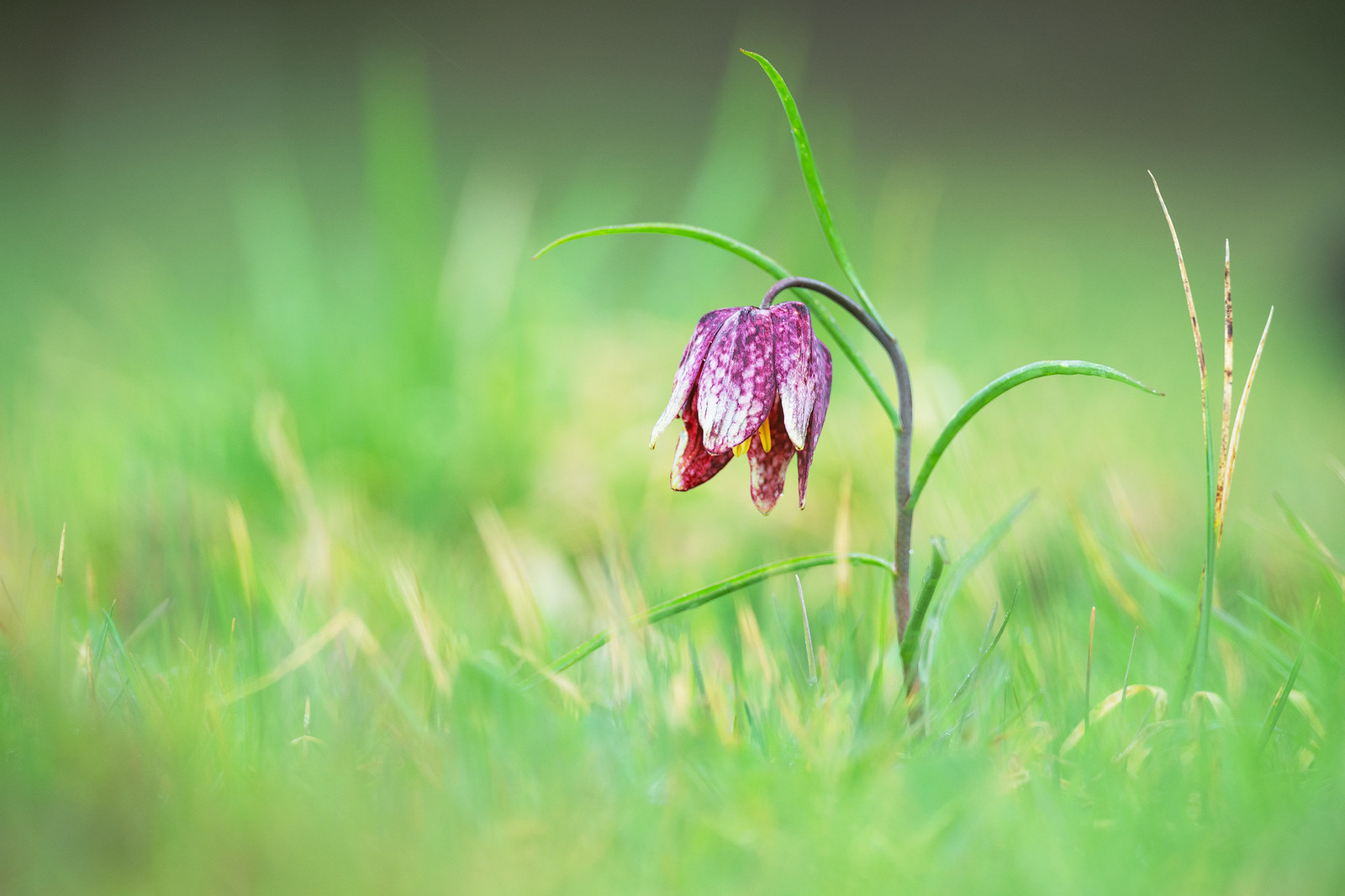 Checkered Lily - Pontarlier