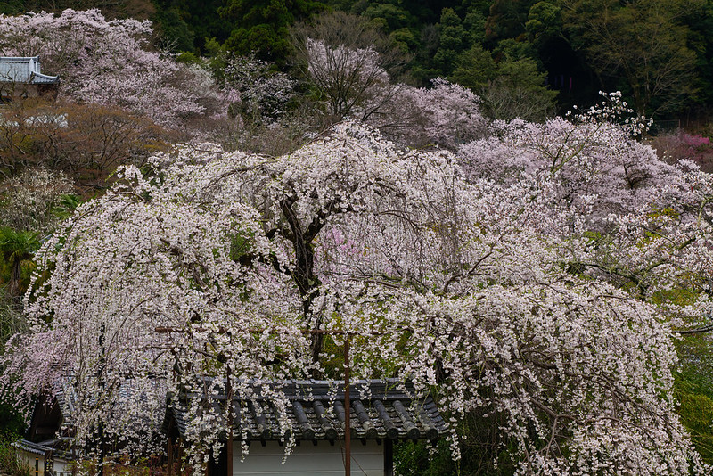 Cherry blossoms at Hasedera Temple
