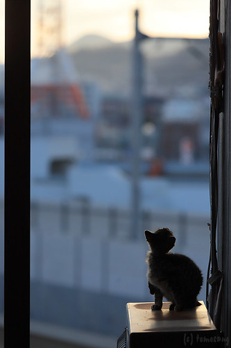 Nagasaki Cat