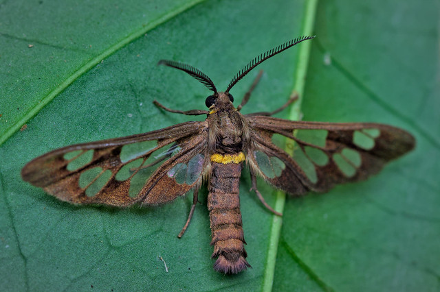 Resting under the leaf