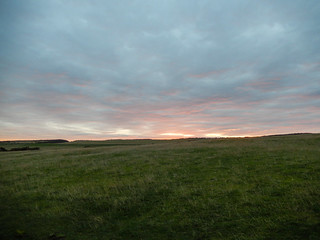 Sheepfield at sunset