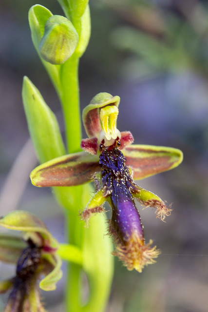 Ophrys regis-ferdinandii (Acht. & Kellerer ex Renz) Buttler.