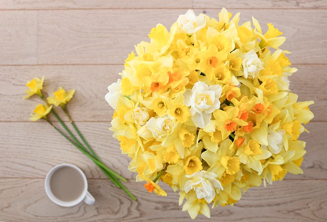 Daffodil Bomb