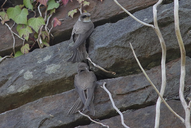 Sand Martin