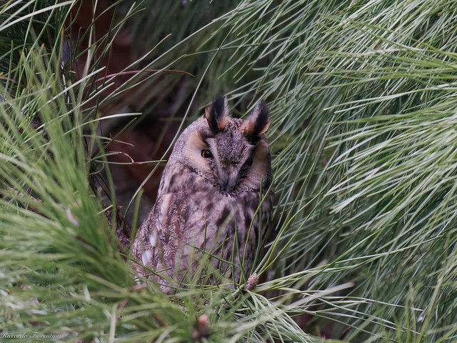 Gufo comune - Long-eared Owl