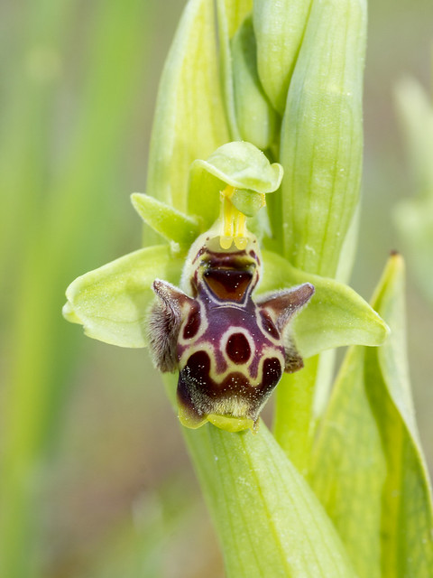 Ophrys rhodia (H. Baumann & Künkele) P. Delforge
