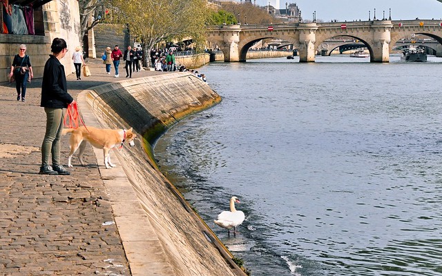 Paris - Port du Louvre /  Dog and swan