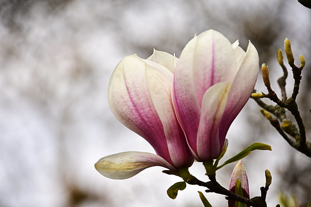 Magnolia blossom 2023 - Wilhelma