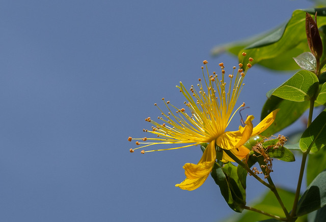 Malfurada. Hypericum grandifolium.