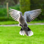 The backard pigeon again....