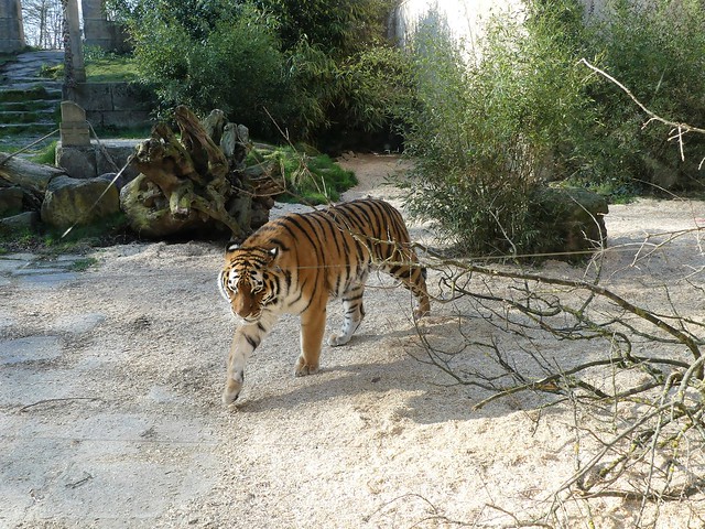 Zoo Hannover