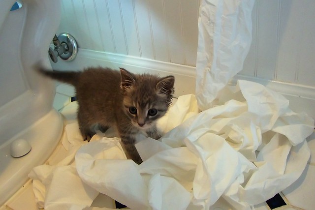 Millie had fun with the toilet paper.  1686Rif 4x6