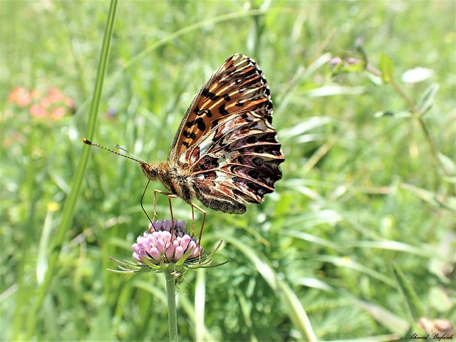 Butterfly 2198