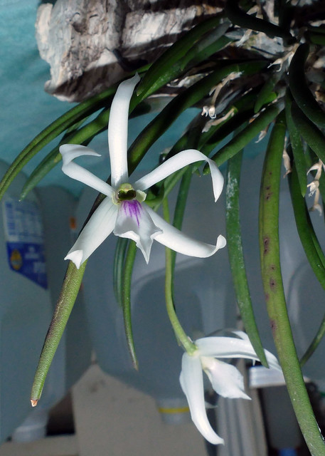Leptotes bicolor species orchid