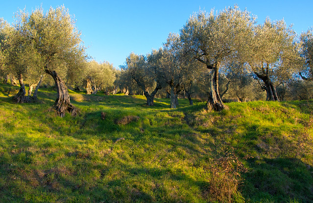 The empty olive yard