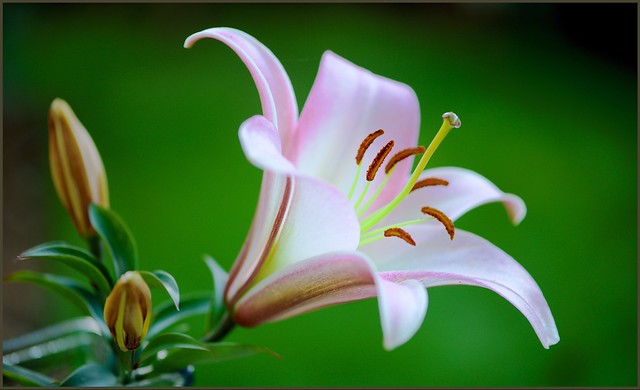 A Lily for Easter
