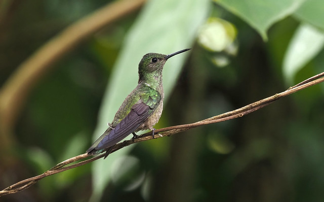 Scaly-breasted Hummingbird (Costa Rica)