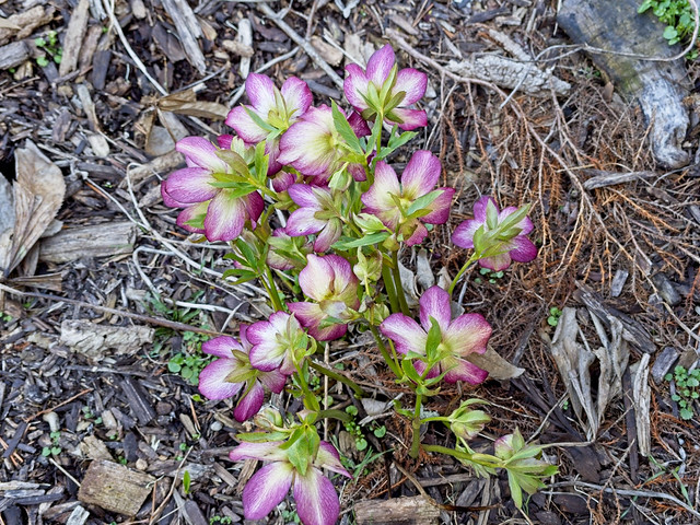 Helleborus x hybridus 'Pink Fizz' 23W14 Lenten Rose Y0-