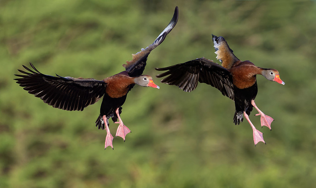 Black Bellied Whistling Ducks sunrise flight to the wetland, Green Cay Nature Preserve.