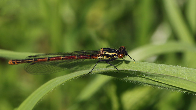 Record shot: Large Red Damselfly