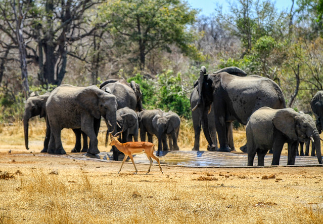 Impala and Elephants in South Africa