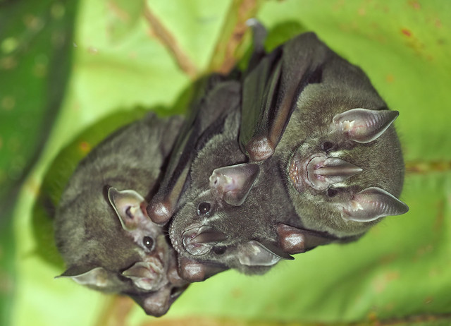 Leaf-nosed Bat species (Costa Rica)