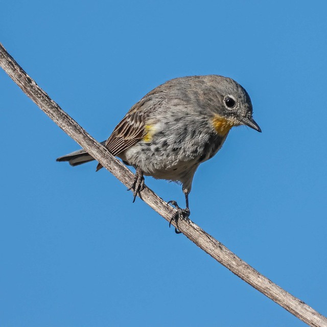 Warbler - Yellow-rumped - Perched