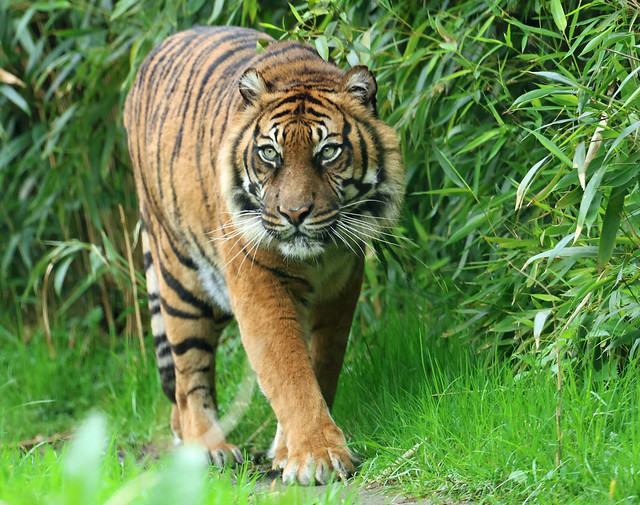 Sumatran tiger Alia Blijdorp ED8A0374