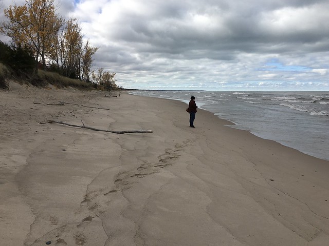Beautiful Line of trees on top of the Lake Huron dunes , beach with Pieces of driftwood with Helen viewing the threatening cloudy sky at the Pinery Provincial Park on Lake Huron & near the town of Grand Bend , Martin’s photographs , Ontario , October 2022