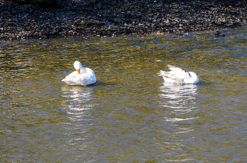Goose cleanup, Severn, Bridgnorth