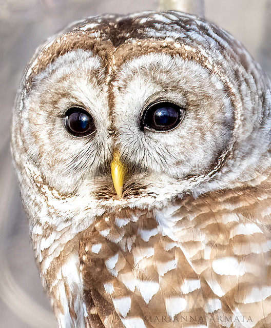 barred owl eyes